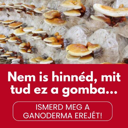 ganoderma hatása